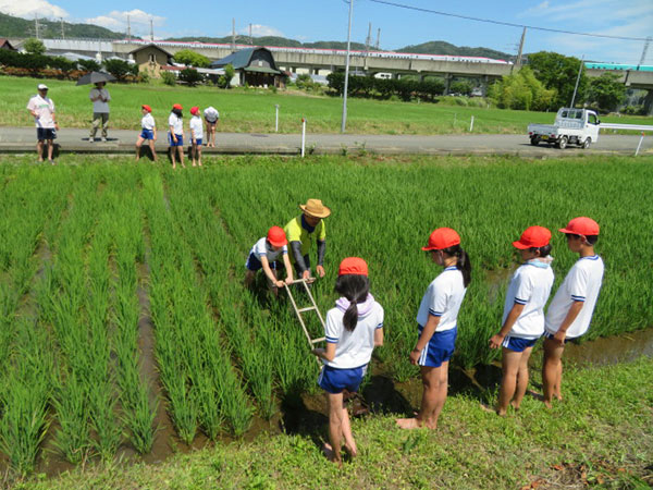 田の除草作業