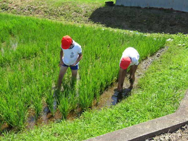 田の除草作業