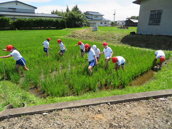 田の除草作業