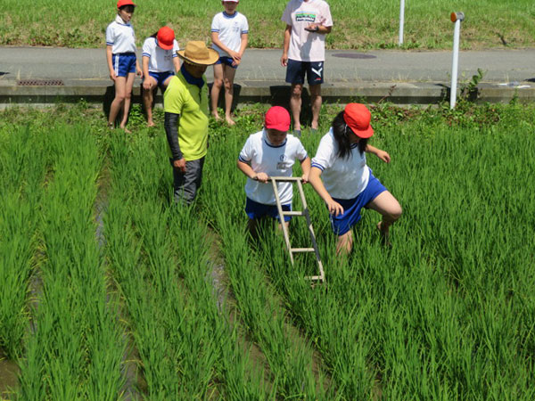 田の除草作業