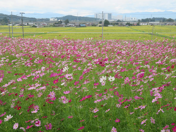 秋桜が見頃です