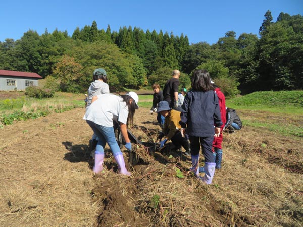 寺子屋ファーム　芋掘り体験