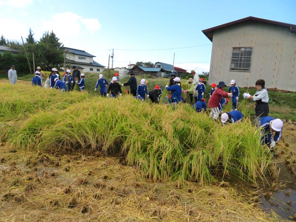 更木小学校＜稲刈り体験＞