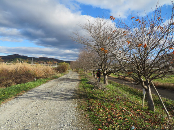 自転車道の桜並木