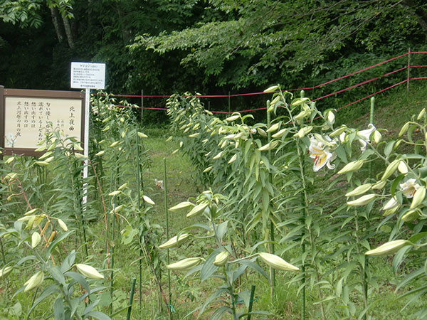 更木しらゆり公園