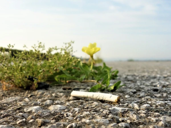 北上川流域一斉清掃 参加者募集