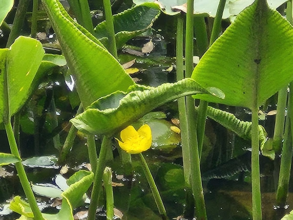 コウホネ（準絶滅危惧種）開花