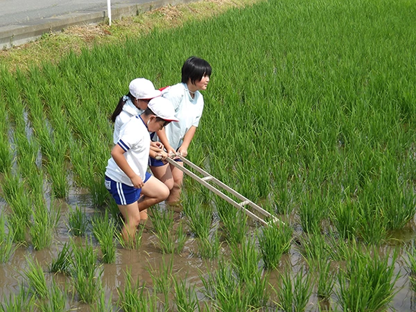 田んぼの除草作業