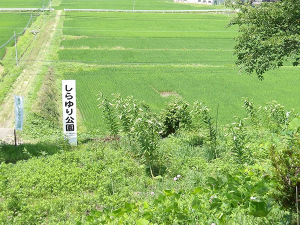 更木しらゆり公園